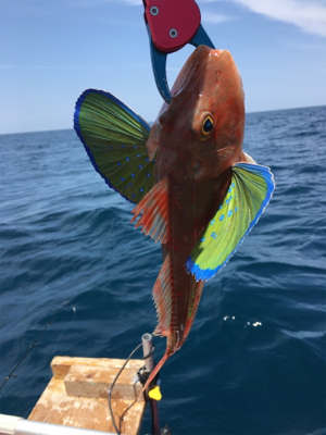 丹後マイボート釣行