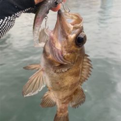 メバルツバスチーバス、アブラメぽろりからの〜