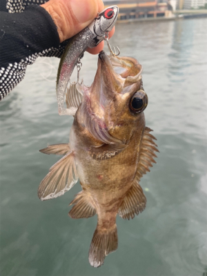 メバルツバスチーバス、アブラメぽろりからの〜