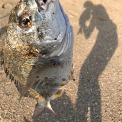 キビレ狙いの黄チニング