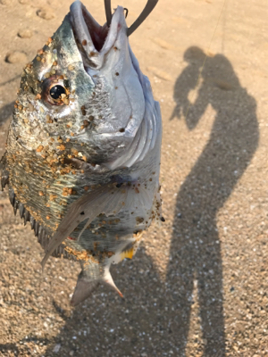 キビレ狙いの黄チニング