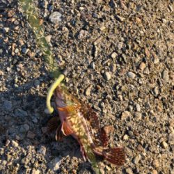 魚が釣りたくて