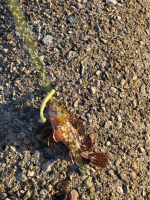 魚が釣りたくて