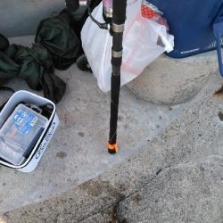 安定のガシラその1