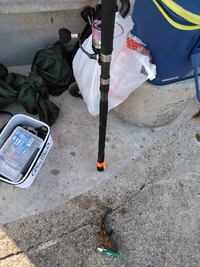 安定のガシラその1