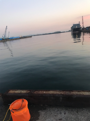 キス調査空振り