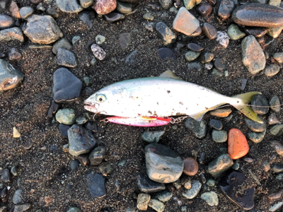 ショアジギで3目達成