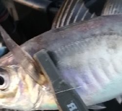 久しぶりのアジング