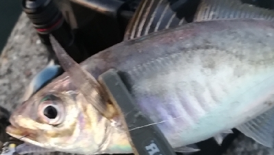 久しぶりのアジング