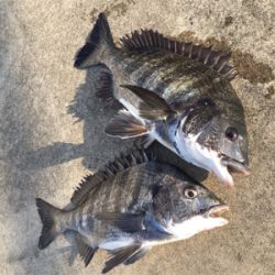 朝マヅメからエビ撒き