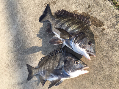 朝マヅメからエビ撒き