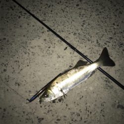 バチパターン調査