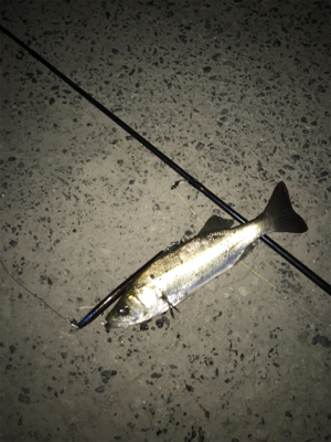 バチパターン調査