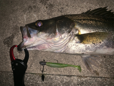 リズムウェーブ