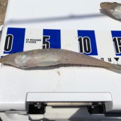 ちょい投げでキス