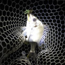 淀川ブリームゲーム 右岸ナイト