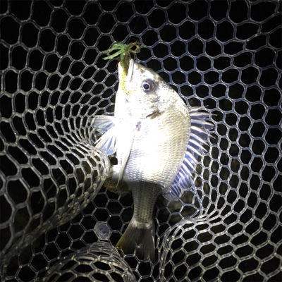 淀川ブリームゲーム 右岸ナイト