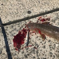 デッカいヤツ〜