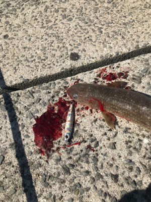 デッカいヤツ〜