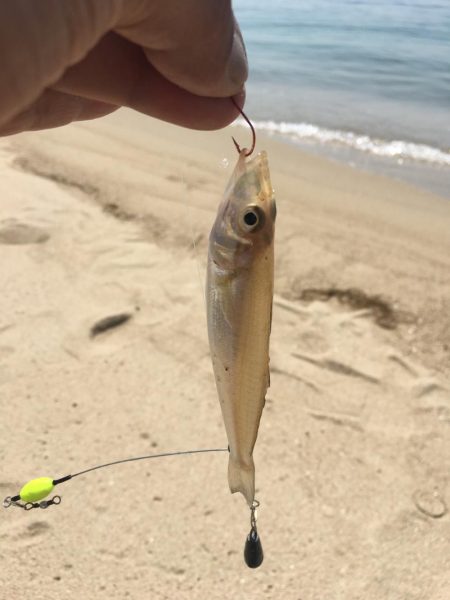 須磨で五目釣り