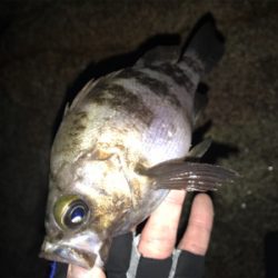 久々メバリング