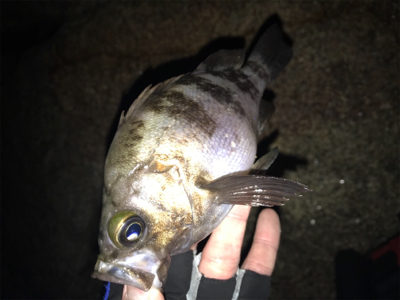 久々メバリング