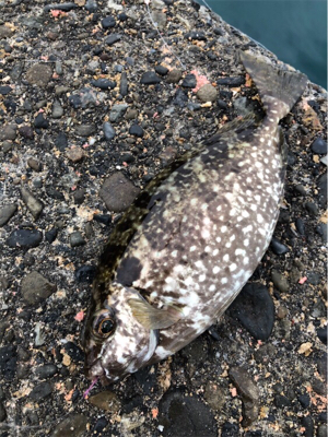 巨グレを求めて!