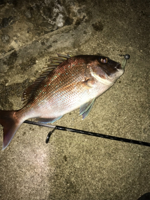 サーフでめで鯛