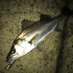 仕事帰りシーバス！