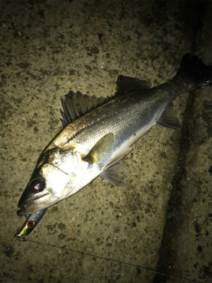 仕事帰りシーバス！