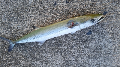 なんとかつれました。