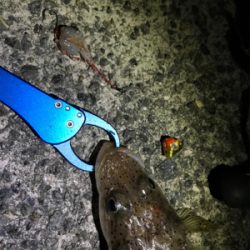 初ショアテンヤ