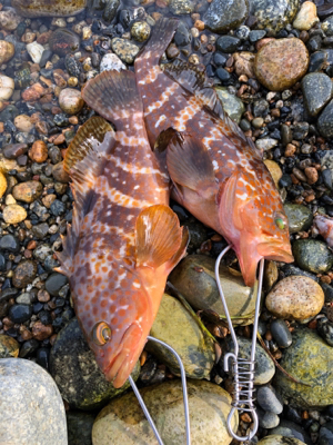 ロックフィッシュ