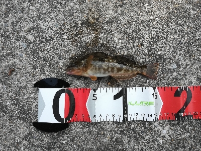 ゴカイで浮き釣り