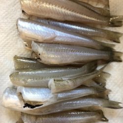 シーバスロッドでキス釣り