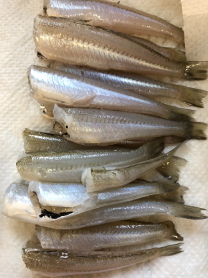 シーバスロッドでキス釣り