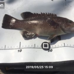 八目11匹、海もついに夏がやってきた