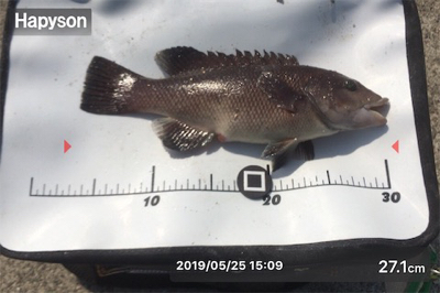 八目11匹、海もついに夏がやってきた