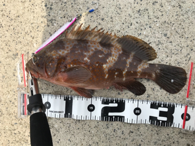 嗚呼、ポーアイ沖堤防