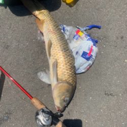 用水路で鯉釣り