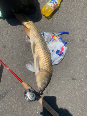 用水路で鯉釣り