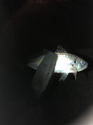 フロートアジング