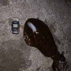 やっと、春イカ！