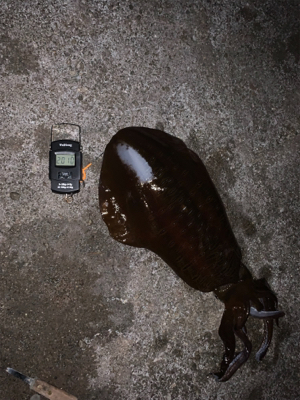 やっと、春イカ！