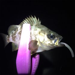 大阪湾奥アジング&ULSJ