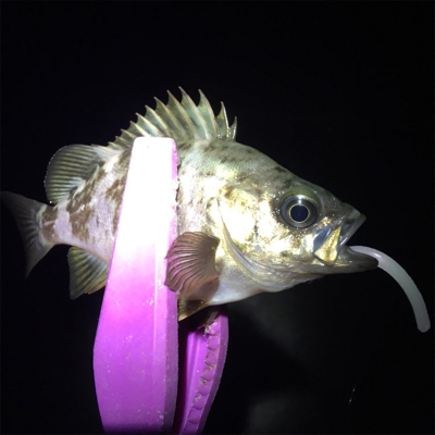 大阪湾奥アジング&ULSJ