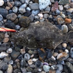 らくらくヒラメ