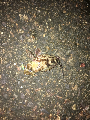 タケノコメバルパレード