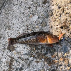 ショアジギのはずが…