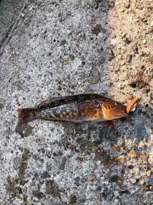 ショアジギのはずが…